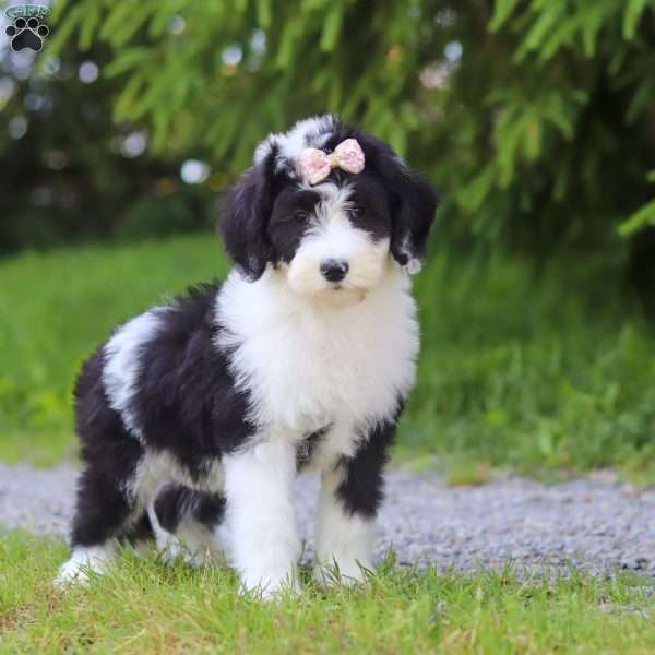 Casey, Sheepadoodle Puppy